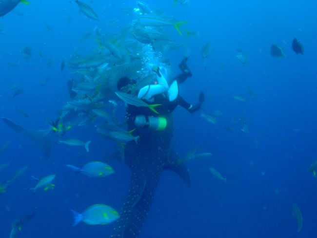 餌付けスタッフがジンベイに襲われてるみたい^^;