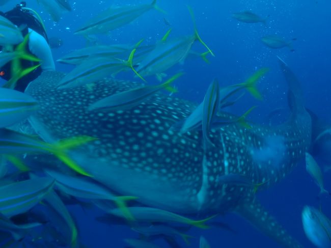 うぉーこっち来た！