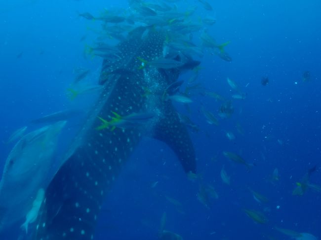 ジンベイでか過ぎ^^;