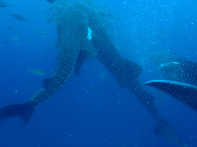 餌付けスタッフジンベイに挟まれてます^^;