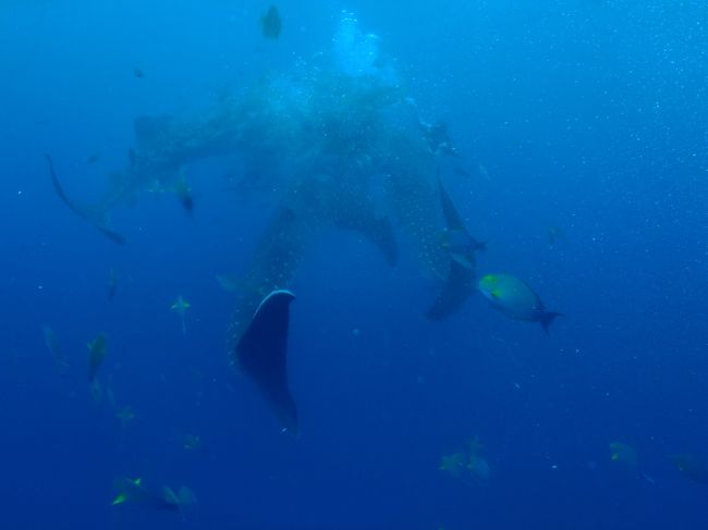 三匹からせがまれてる(笑)<br /><br />珍しい３ショット<br /><br />さすがワイドコンパーションレンズ！