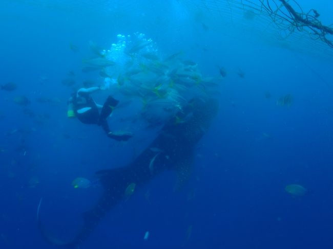 やってる人も四方から来られると<br />訳が分からないだろうな^^;