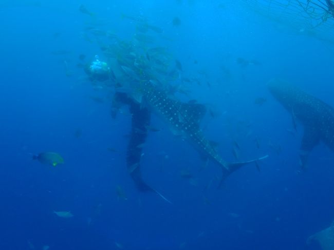 餌がある限り襲われてる(笑)