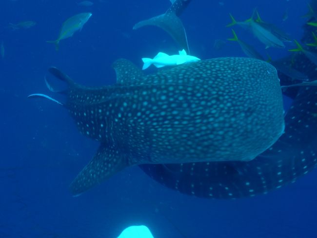 わ！またこっちに来た！