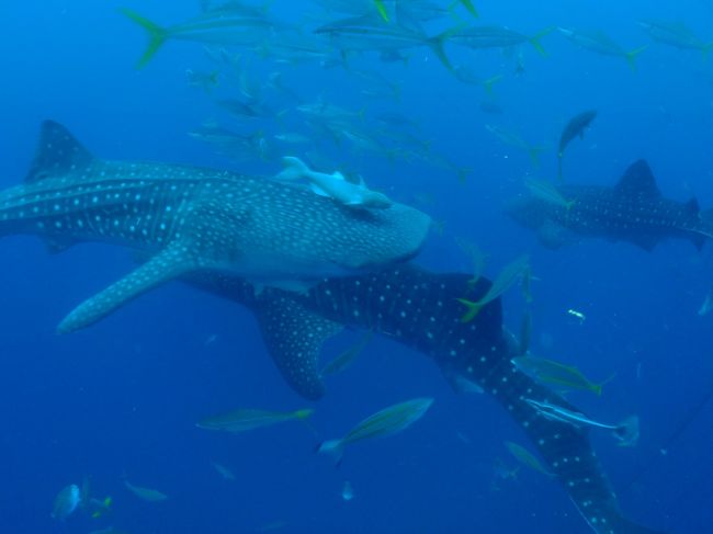 しつこいですが３匹揃うのは珍しい！