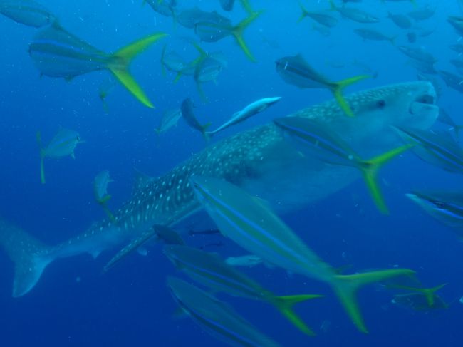 この距離で全身が入るのは<br />ワイドコンパーションレンズのお陰です。