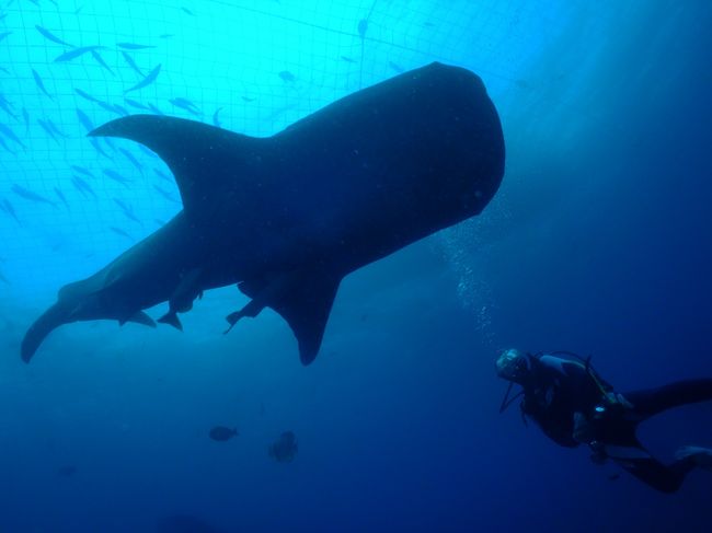 ジンベイのシルエットかっこいいなぁ〜