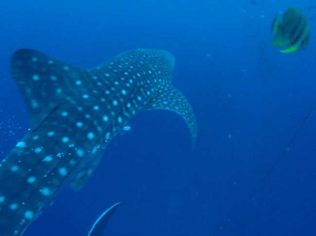 後方からもかっこいいなぁ〜