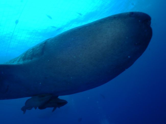 めちゃくちゃ近い。<br /><br />１メートルも離れてないです。