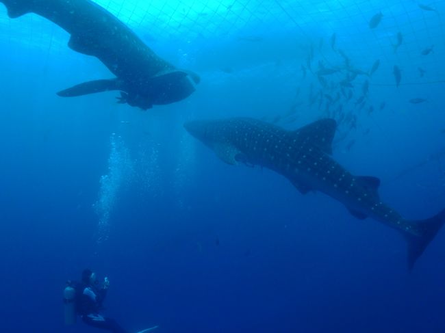 また奥さん映ってるし(笑)