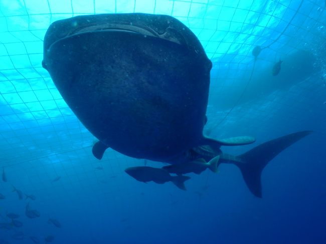 このシルエットはかっこいいなぁ〜