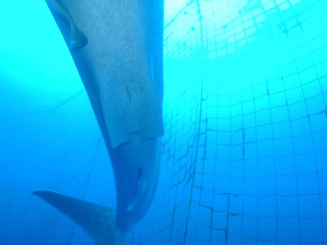 オスだそうです。