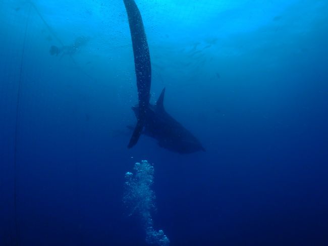 そして遠ざかっていきます。<br /><br />これもかっこいい^_^