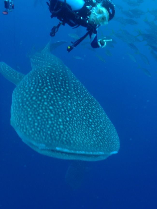 ジンベイダイブ、通常２０分なんですが、<br />我々だけの貸し切りだったので３０分位<br />遊んでいられました。<br /><br />ラッキー！<br /><br />ダイバーが多いとこうな風に遊んでられないもんね。