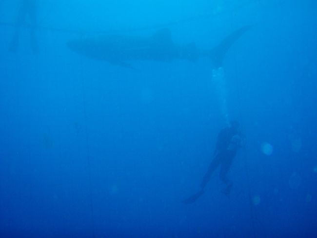 ※奥さん撮影<br /><br />普通のレンズだと全身入れるのに<br />これ位離れないと写りません。<br /><br />これだけ離れるとジンベイも写りませんね。<br /><br />ワイドコンパーションレンズが<br />ようやく役立ちました(*^^)v