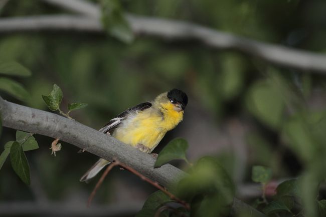 ヒメキンヒワ（Lesser Goldfinch）だと思われるけど