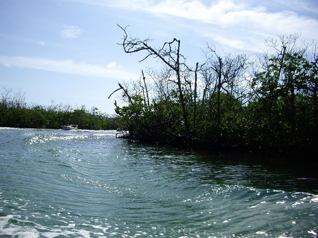 翌日、朝早く集合して何名かの白人と混ざりながらオリエンテーション。<br />何を説明してるのか、エイゴひとつも拾えず。<br /><br />いざ、ボートに乗ってGo★<br />ラグーン側はこんなマングローブの中を進んで行きます。