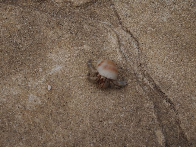 台風２号の影響で数日閉鎖になっていたプールは、<br />チェックインの日から再開されました。<br />プールの中に入った落ち葉も、スタッフの方がこまめに<br />掃除をされていました。<br />ガーデンプールに遊びに来ていたヤドカリさんを、<br />スタッフのお兄さんが、息子たちに持って来てくれました。<br />次男が大喜びしてました(^^♪