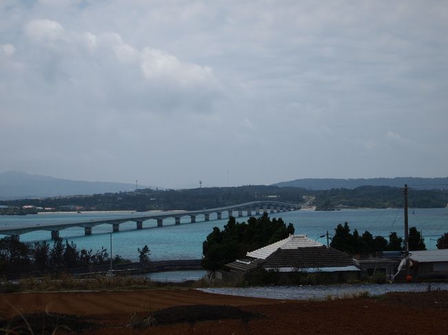 フクギ並木から３０分程で、古宇利島へ。<br />お天気が良かったので、海の色もキレイでした。<br /><br />お昼は、『山原そば』か『きしもと食堂』に行く予定でしたが、子供たちがそばを嫌がったのと、寄りたいカフェがあったので、島を一周ドライブした後、昼食にしました。