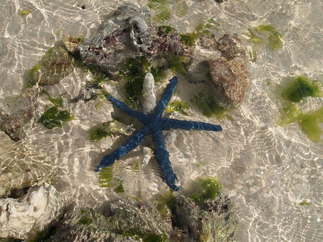 アオヒトデも！<br />