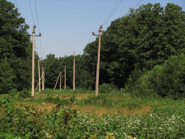 森の中を走る電柱