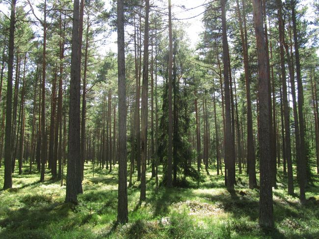 ロシアの風景画家シシューキンの絵を思い出させるような森林<br /><br />視界の開けた野原より、視界がさえぎられていても涼しい松林の方がほっとします。<br />