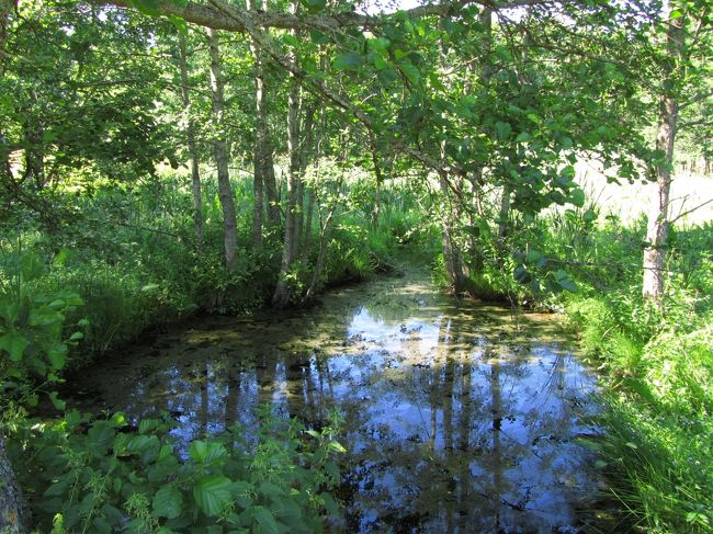時々見かける小さな池