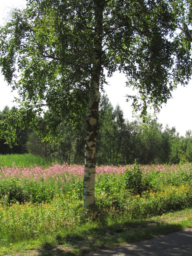 ピンクと黄色と白樺の白のある世界<br /><br />写真を撮ろうと自転車を下りると、足ががくがくでまともに立てなくなってきました。<br />ほとんど休憩なしの約５時間のサイクリング。<br />こんなに長く走り続けたことはありません。<br />