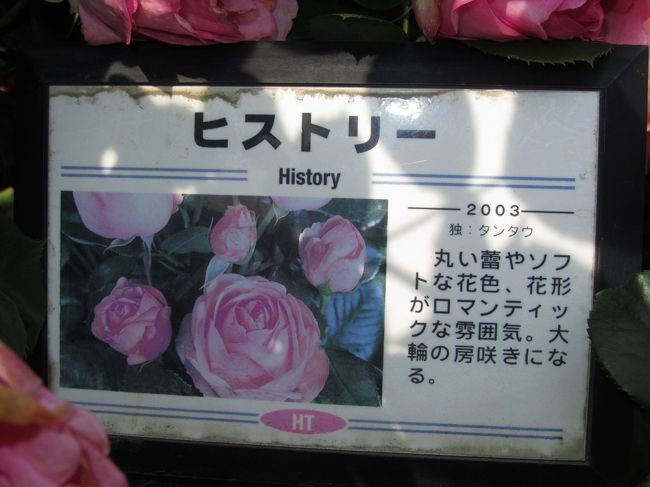 京成バラ園で5時間かけた2011年春バラ・フィナーレ（3）平日
