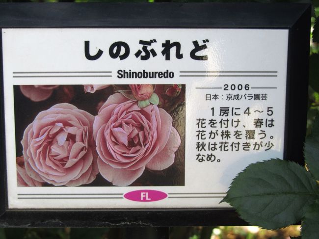 京成バラ園で5時間かけた2011年春バラ・フィナーレ（3）平日