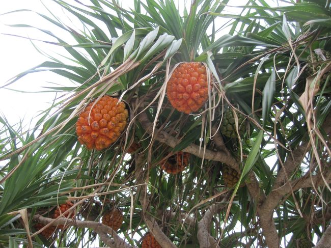 アダンです。さっきのはホテル内にあったもので、こちらは残波ビーチにあったものです。<br />なんだかパイナップルみたいで美味しそうです。