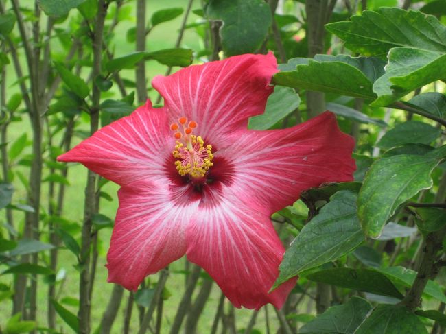 ビーチからホテルに行く途中に咲いていました。