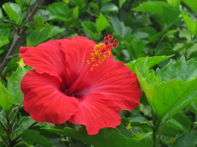 赤は、本当に赤いですね〜