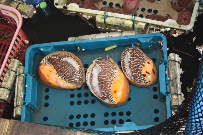 海のタニシらしい。。。。グロイ<br /><br />ここで、ほかの日本人の人達が、全員でお金を出し合って、ここのエビ?シャコ?海のタニシを買って船で調理してもらって食べよう（昼食はすでにツアーに組み込まれているのに）とか言い出して、全部で１３０＄ぐらいを１０人ぐらいで分け合って買うことになりました。<br />明らかに嫌々お金払っている人もいたけど、僕はただでさえ魚介類が嫌いな上、こんなグロいもんにお金払えるかってことで、僕以外の人で割り勘で買ってました。<br /><br />この件で一生外国で日本語ツアーやめようと決意しました。