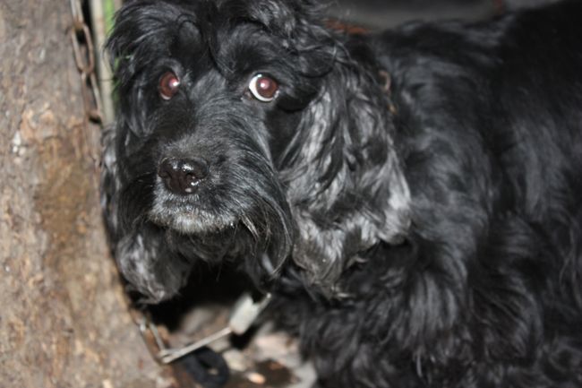 野良コッカースパニエル