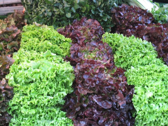 葉っぱ　葉っぱ　葉っぱ<br /><br />