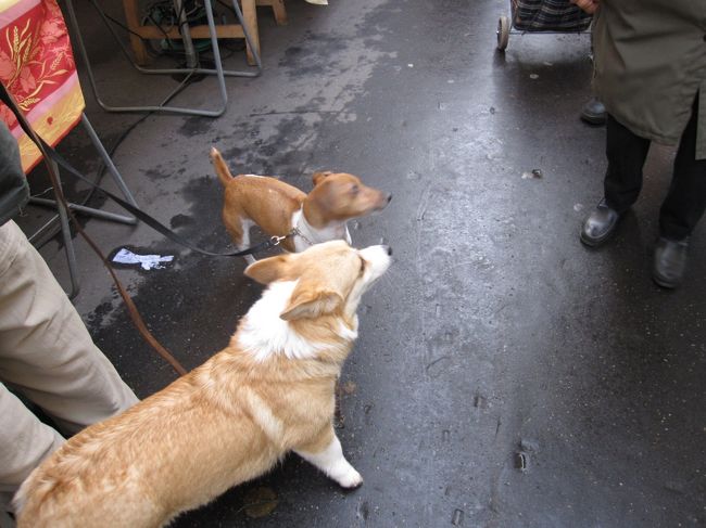 一緒に買い物に来てたわんこたち<br /><br />