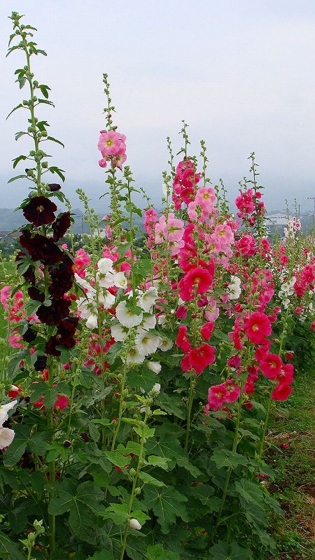 南足柄市の花あおい 秦野 松田 足柄 神奈川県 の旅行記 ブログ By Hn11さん フォートラベル