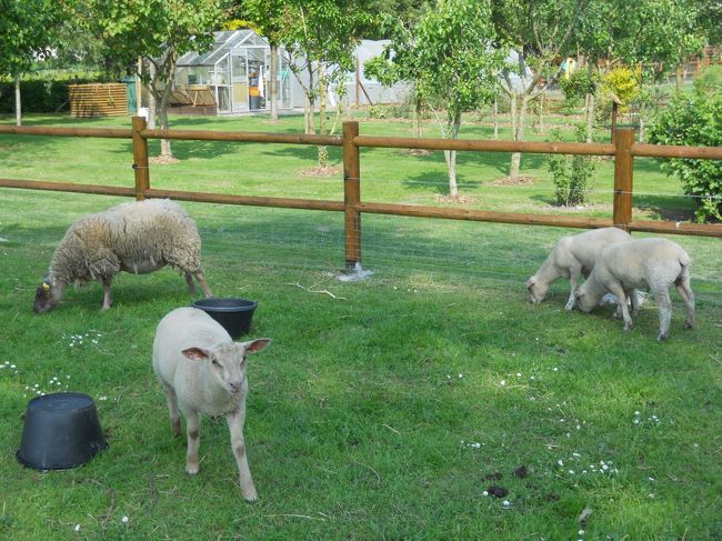 キャンプ場のひつじ