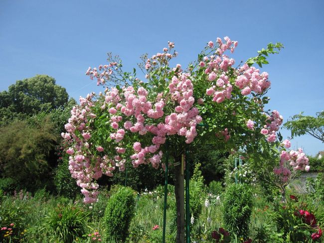庭の花々　初夏から夏にかけてここを訪れるのに最高のシーズン