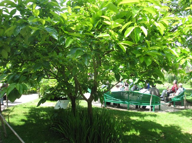 柿の木もあります