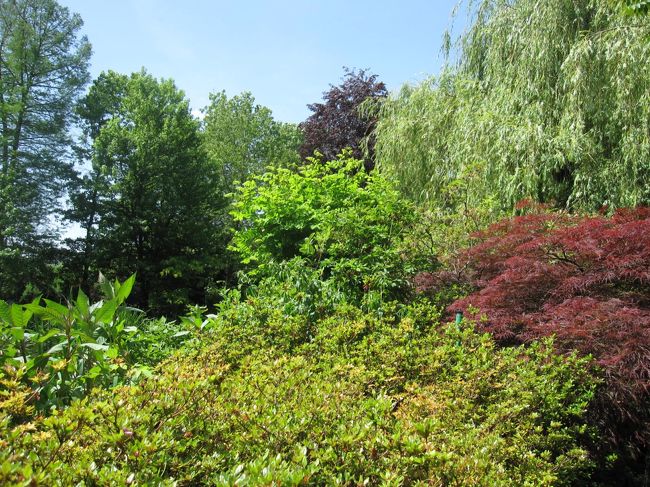 モミジや柳　まるで日本の風景