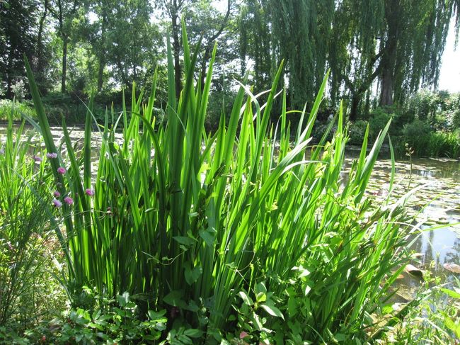 菖蒲もあります