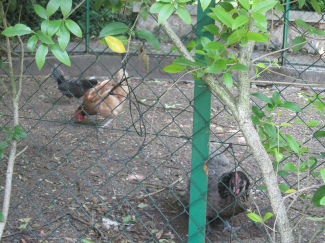 モネの庭ではニワトリも飼っているようです