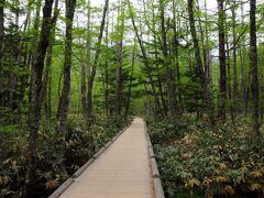 田代湿原から遊歩道をさらに先へと歩いて行く。
途中で、梓川コースと林間コースに分かれるので、梓川コースを選択。
しばらくは、林の中に木道が続いていた。