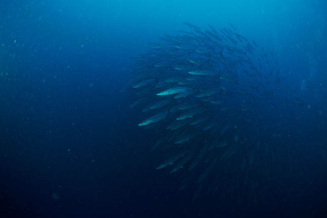 1231　ニ本目<br />バリカサグ<br /><br />向こうからバラクーだの群れがやってきました。<br />