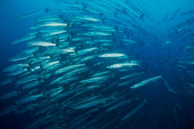 1231　ニ本目<br />バリカサグ<br /><br />1匹白子のバラクーダがいて、これを見ると幸せになれることから、幸せのゴールデンバラクーダと呼ばれている。ゴールデンバラクーダは常に群れの下のほうにいた。<br /><br />F90+FisheyeとともにFujiのF30を持ってきましたが、後日パソコンが飛んでしまい、F30のデータは喪失。　ゴールデンバラクーダの動画もなくなってしまいました。　残念。