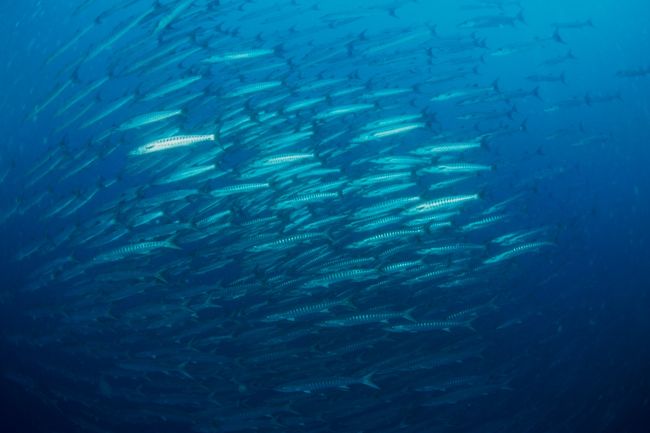 1231　ニ本目<br />バリカサグ<br />