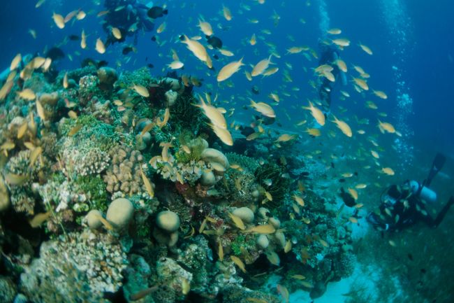 1231　三本目<br />バリカサグ<br /><br />珊瑚は相変わらずきれいです。