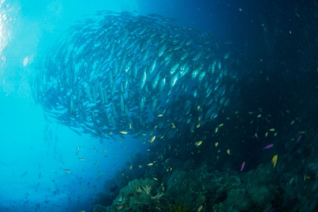 1231　三本目<br />バリカサグ<br /><br />ギンガメが巻っていました。